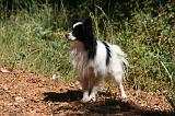 EPAGNEUL PAPILLON 158